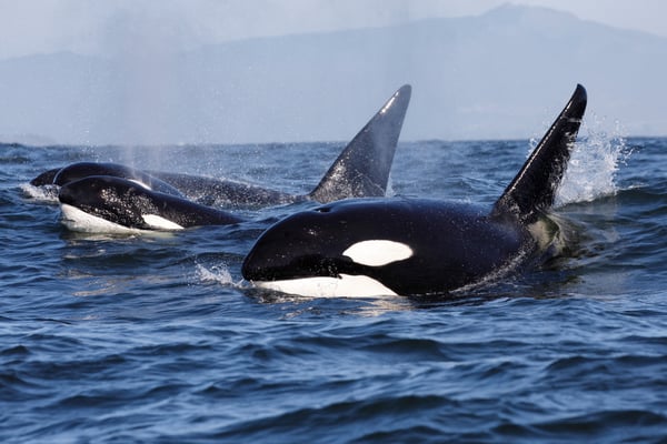 NFWF_killer whale pic